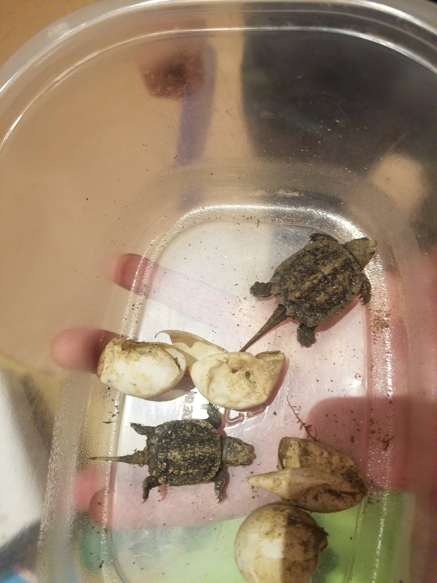 mauro_science's tweet photo. The 6th grade at LMS enjoyed hearing from Mr. Popp about his passion and work with the Maryland Terrapin Institute! #positivelylindale #aacpsawesome https://t.co/Mt3HP7AV3E