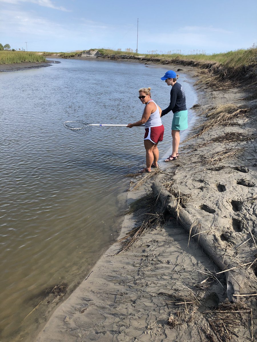 TimAlfordTLS's tweet photo. Teachers are more patient, and successful, crabbers than students this far https://t.co/a6ADhe2BC4