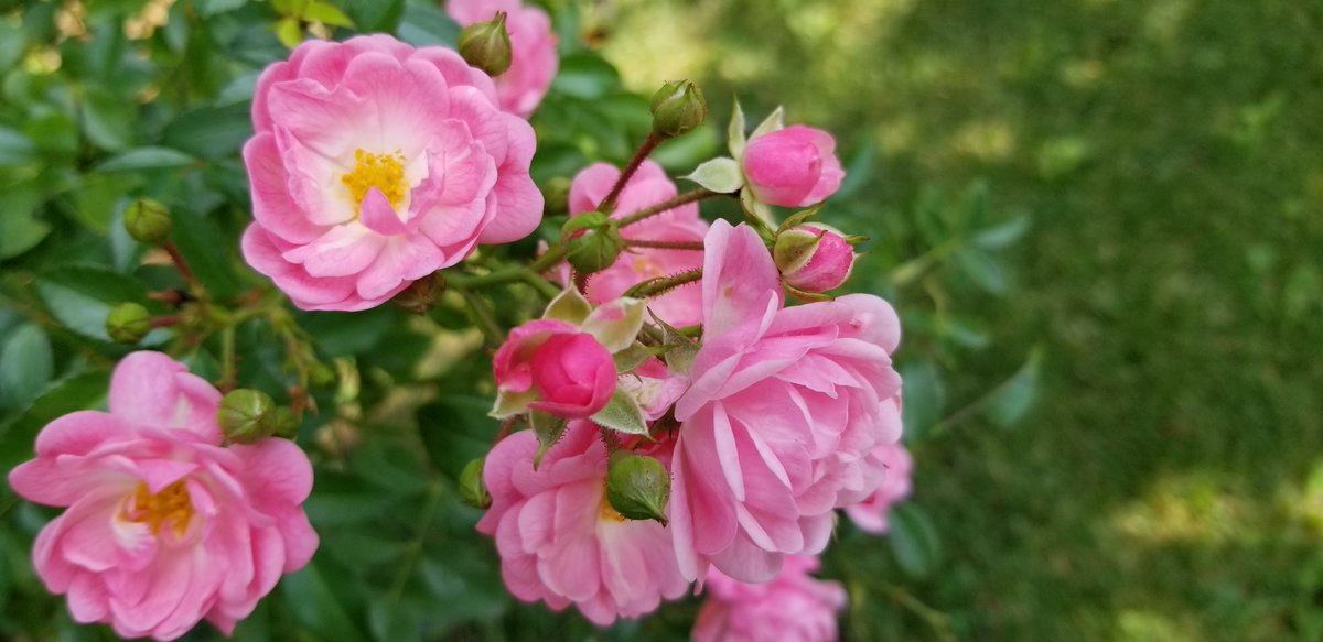 MythicWolf64's tweet photo. #september #septemberflowers #septembercolours Just more beautiful flowers...💗on a sunny September day. https://t.co/n5Q8VrqJBV