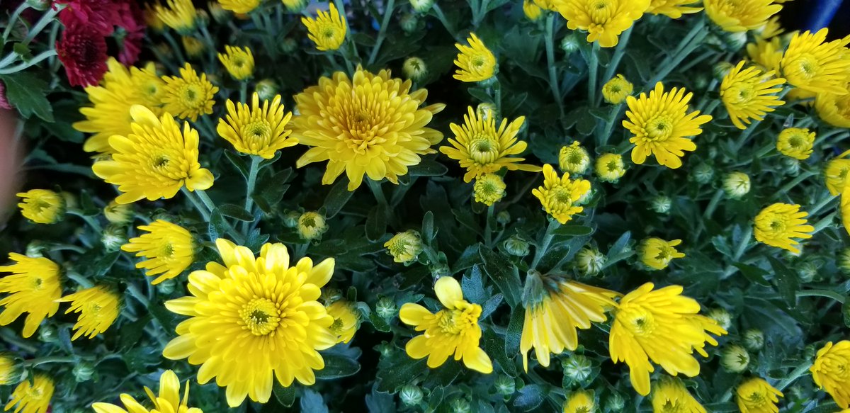 MythicWolf64's tweet photo. #september #septemberflowers #septembercolours Just more beautiful flowers...💗on a sunny September day. https://t.co/n5Q8VrqJBV