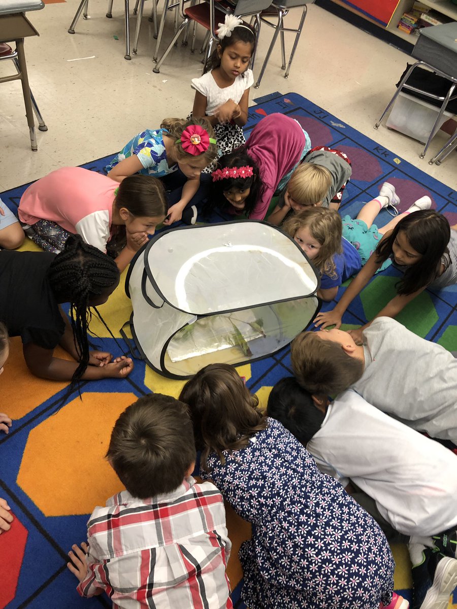 mrsvincent18's tweet photo. Thank you, @MrsJuliePaters1 for allowing our students to observe the beauty of nature. #monarchbutterfly #miniunit https://t.co/94xoiHawqb