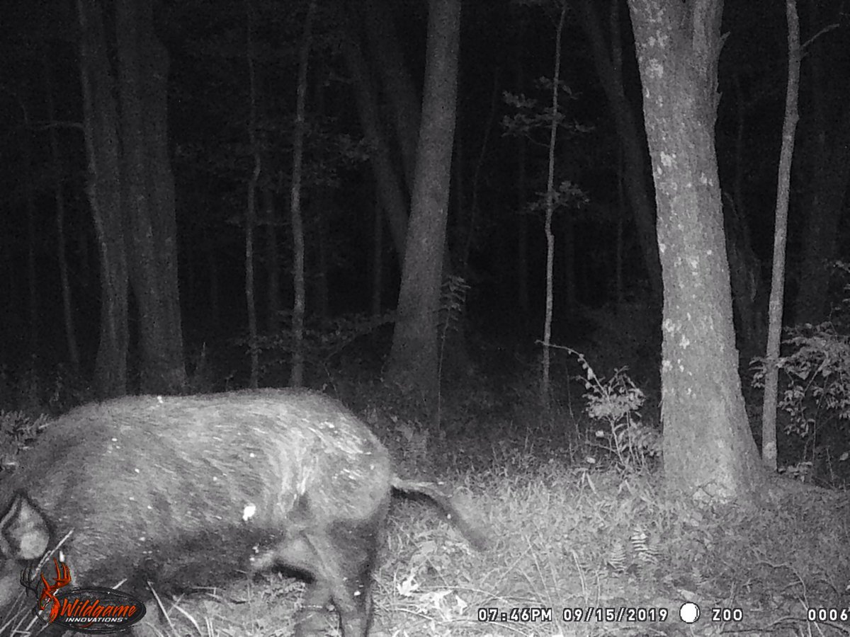 jwbtenn's tweet photo. Dang Hogs! Eating up my mineral! Hope I can get a #PigOnAStick this archery season. https://t.co/jTH3s44o8G