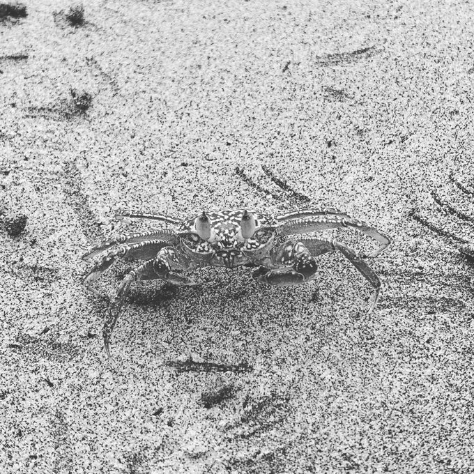 🦀 https://t.co/3UAfxR8Ky9<a href="/tag/mammothmountain"class="tags"><span>#mammothmountain</span></a>