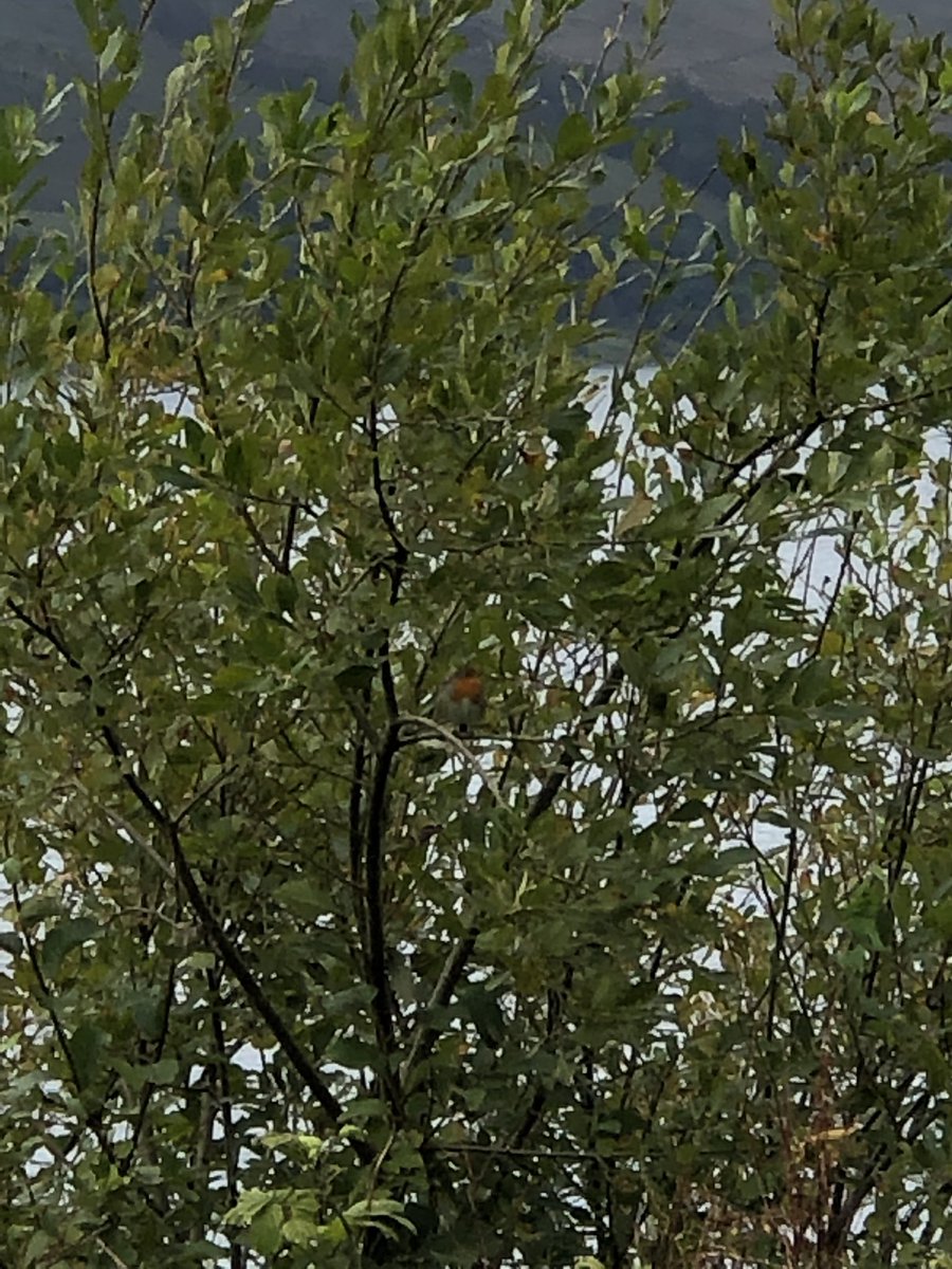 ArgyllSeaGlass's tweet photo. Spot the Robin 😂😊😍 #WheresRobin #Robin #LochLong #Argyll #Scotland 🏴󠁧󠁢󠁳󠁣󠁴󠁿 https://t.co/z1nIYGlabm