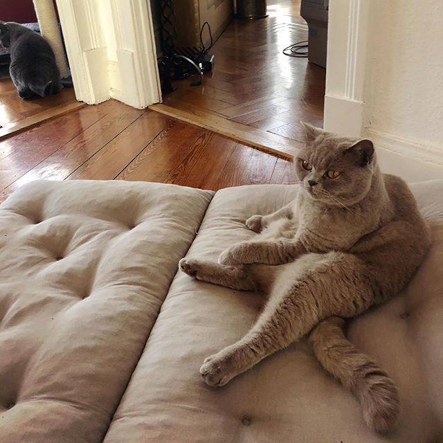finjabella's tweet photo. I‘m done - ready for weekend 😹 Finja is still motivated but i need a little break 🙇♀️ Can you feel me? 😼
.
.
.
.
#needweekend #sitin #bestmeow #mycat #bshcats #furrylove #miau #catsoftheday #bestcatsclub #bkh #petfluencer #chilloutsession #cats #cats_of_instagram #katzenliebe https://t.co/H2TSdObItf