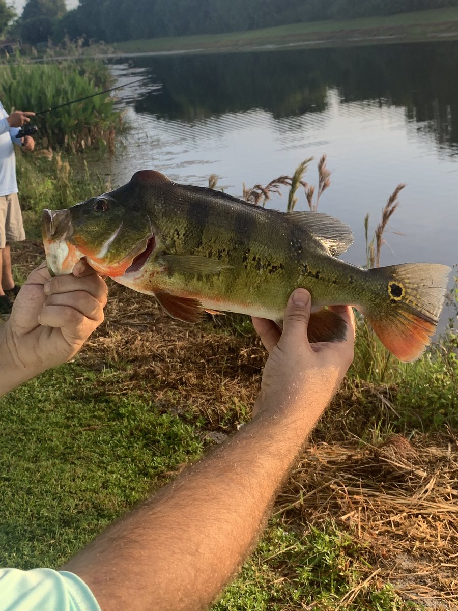 therealkennyh's tweet photo. Who likes fishing in the south Florida areas ? West Palm, boynton , Wellington ? Peacock bass , Lg mouth bass , snook etc?? Looking to link up with some people! I’m down to travel down south also! https://t.co/VAoLaRfKCQ