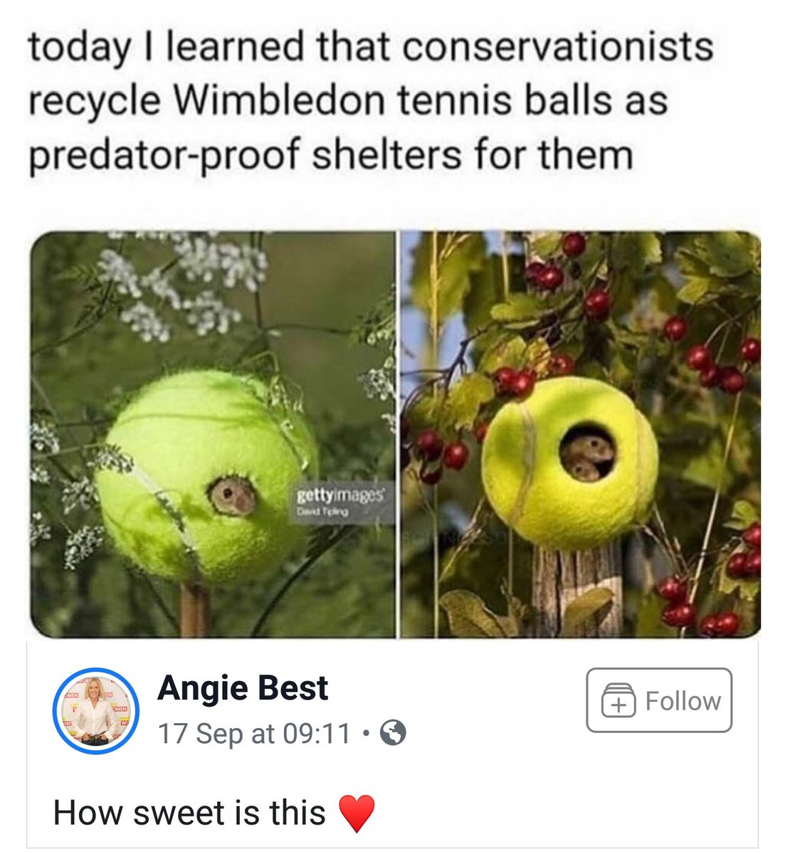 Friends Of Baxter Animal Care tweet media