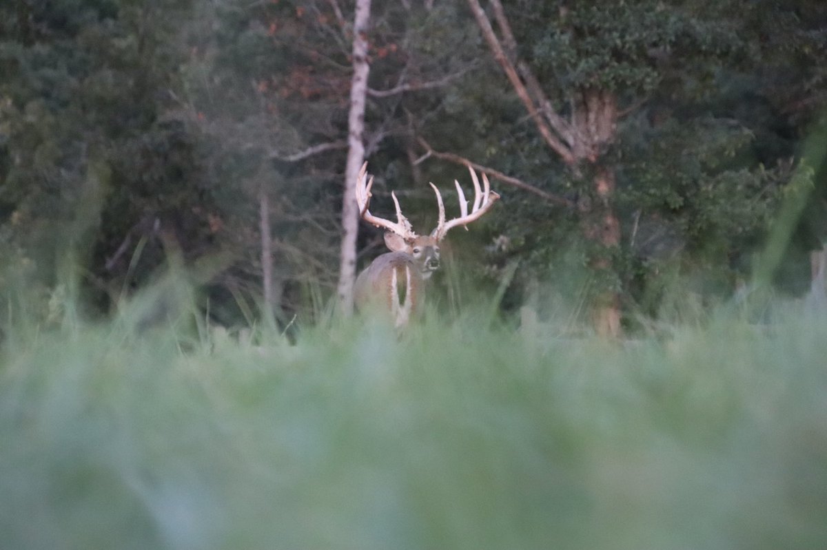 OCWhitetails's tweet photo. Anybody like Monster Typical Whitetail?🦌
#missouriwhitetail #missourihunt #missouribuck #whitetailhunting #typicalbuck #monstertypicals #hunting #chasingwhitetails #giantbucks #monsterwhitetails #oakcreekwhitetailranch https://t.co/6faXW59cXo