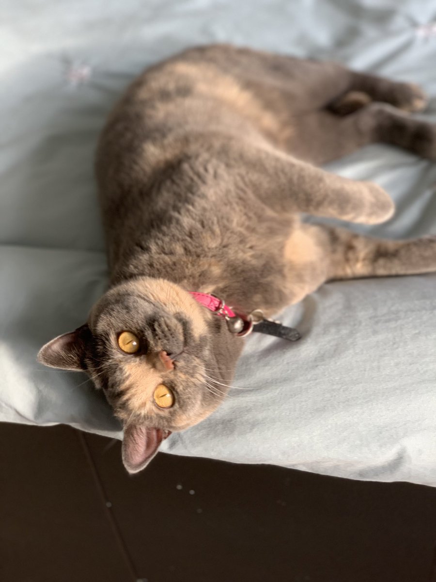surrey_femme's tweet photo. FYI #surprisedcat is my catโs sister. https://t.co/hhJidsNUAi
