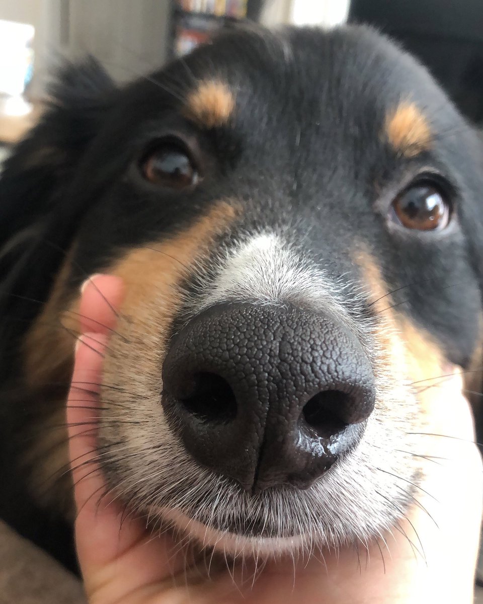 thebarkblogger's tweet photo. Missing this runny nose ✨ and I just left this AM for a work trip! #dogmomlife #missingmybaby #boopmynose @boopmynose https://t.co/idLmkYPs3G
