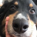 Photo by The Bark Blogger (@thebarkblogger)