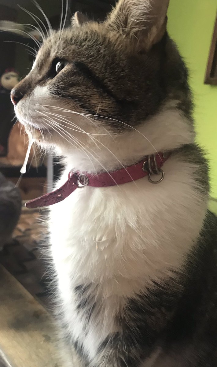 elcattus's tweet photo. @comentarista_9 El es Lolo uno de nuestros gatos más viejitos, tiene 8 años es de los que están tardando en presentar mejoría. https://t.co/RPOPJg0o14