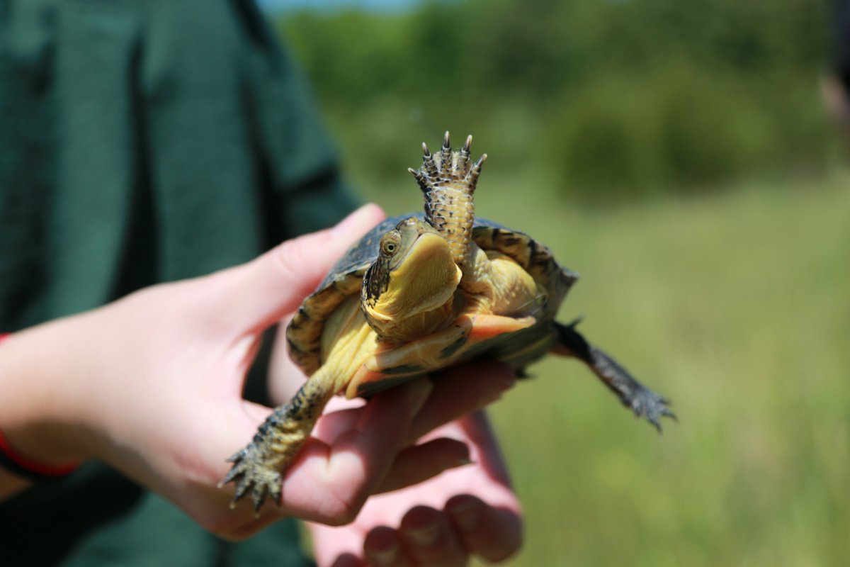 TheTorontoZoo's tweet image. Hello, may I have your attention please? 

It’s #ScienceLiteracyWeek!