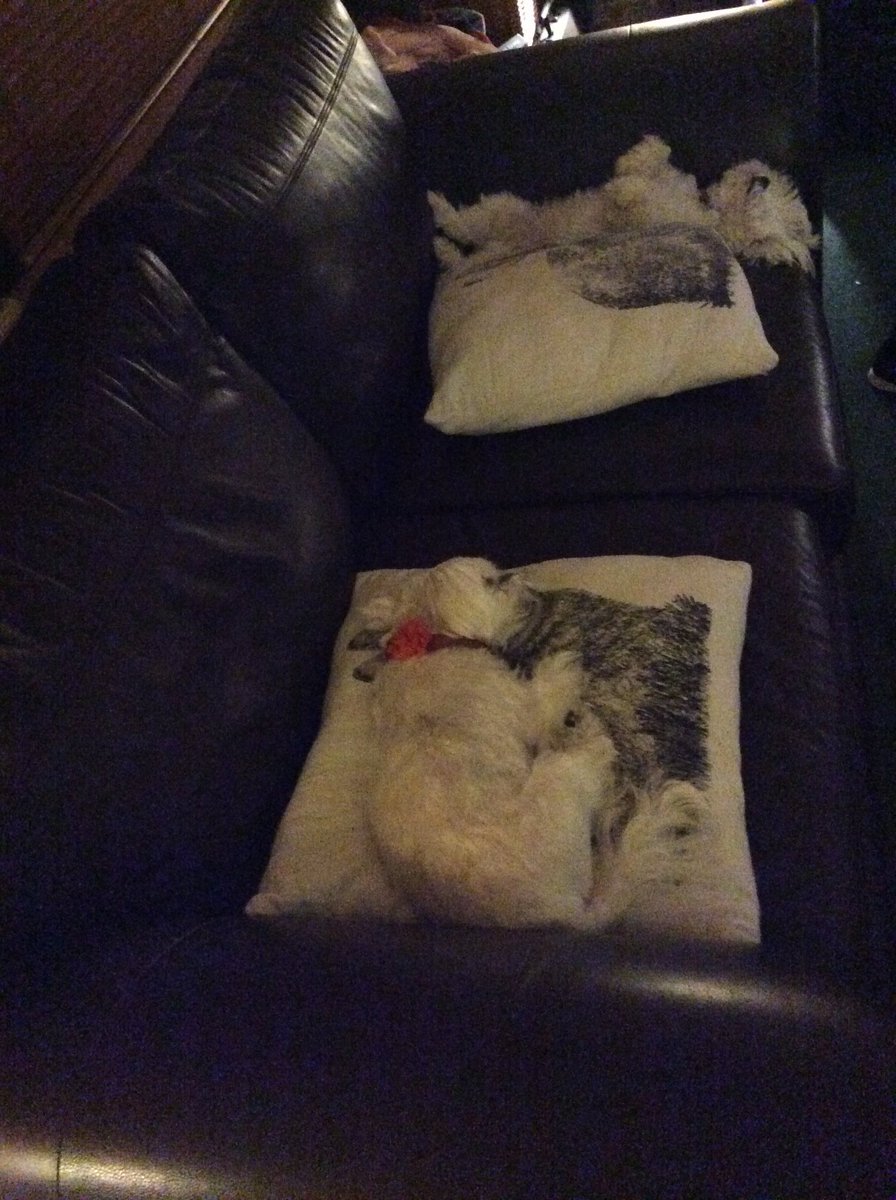 broon313's tweet photo. Me when I go to bed vs me when I wake up.... #howmanydogs #glitchinthematrix https://t.co/xnGYxNNLCH