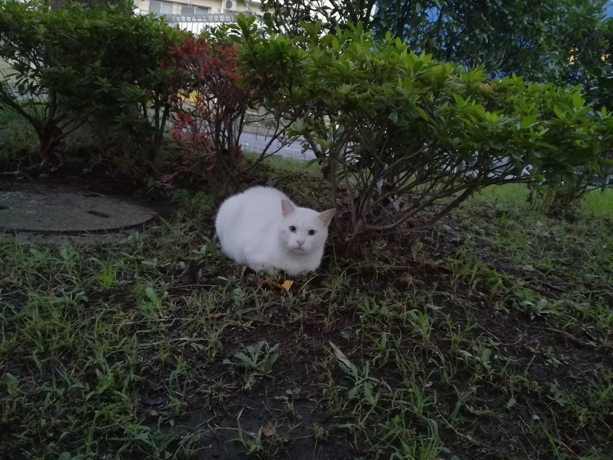 chichineko's tweet photo. おはようございますにゃ～。涼しくなって気持ちいいにゃん。 https://t.co/yShWL5NTrN