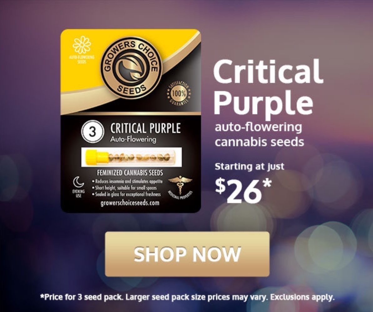therealTR4G1C's tweet photo. @BackyardBuddha SHIT USE MY LINK MID SEPTEMBER SALE GOING ON RIGHT NOW ON A FEW HIGH QUALITY SELECTIONS #CriticalPurple #BubbaKush & #CBD_MobyDick & MORE MY LINK https://t.co/m0PeW16wJ9 ALL PROCEEDS GO TO FUTURE GROWS, VETS & CANCER PATIENTS!! #GrowYourOwn #Cannabis #BreedYourOwn https://t.co/2J5dGzIYCy
