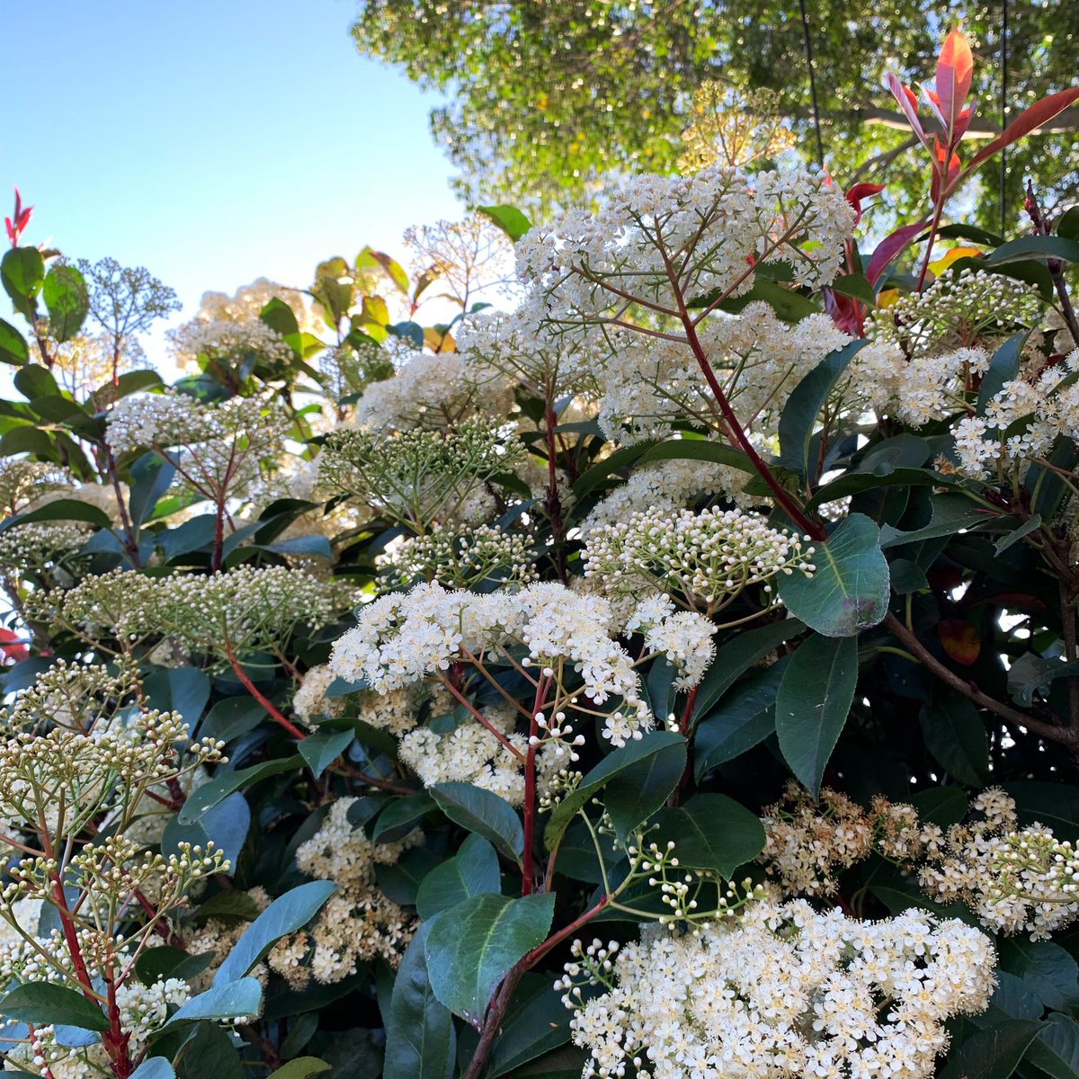 trees_of_sydney's tweet photo. 🌳 Photinia x fraseri ‘Red Robin’ (Red Tip Photinia) #photiniaxfraseriredrobin #redtipphotinia #photiniaredrobin #rosaceae #angiosperm #treesoftheworld #treesofsydney #sydneytrees #sydneytree #trees #tree #sydney https://t.co/CAfOSWIC83