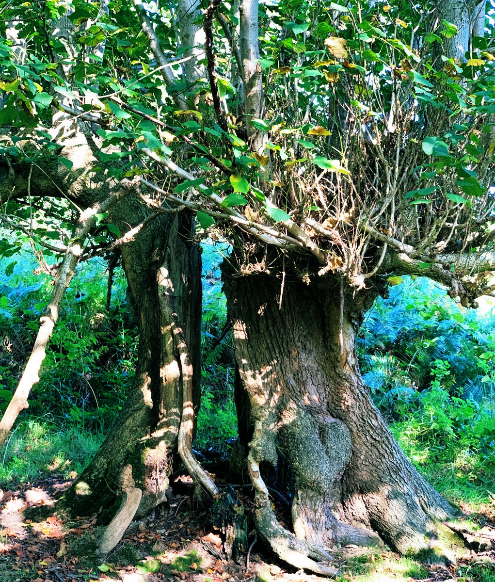 Lin-Manuel Miranda tweet media