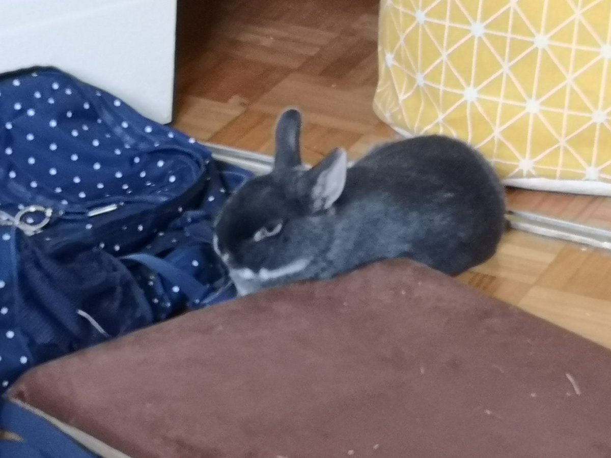 AbigailCui's tweet photo. @ichthy0stega Bunny Bun!! https://t.co/hLXitB4crB
