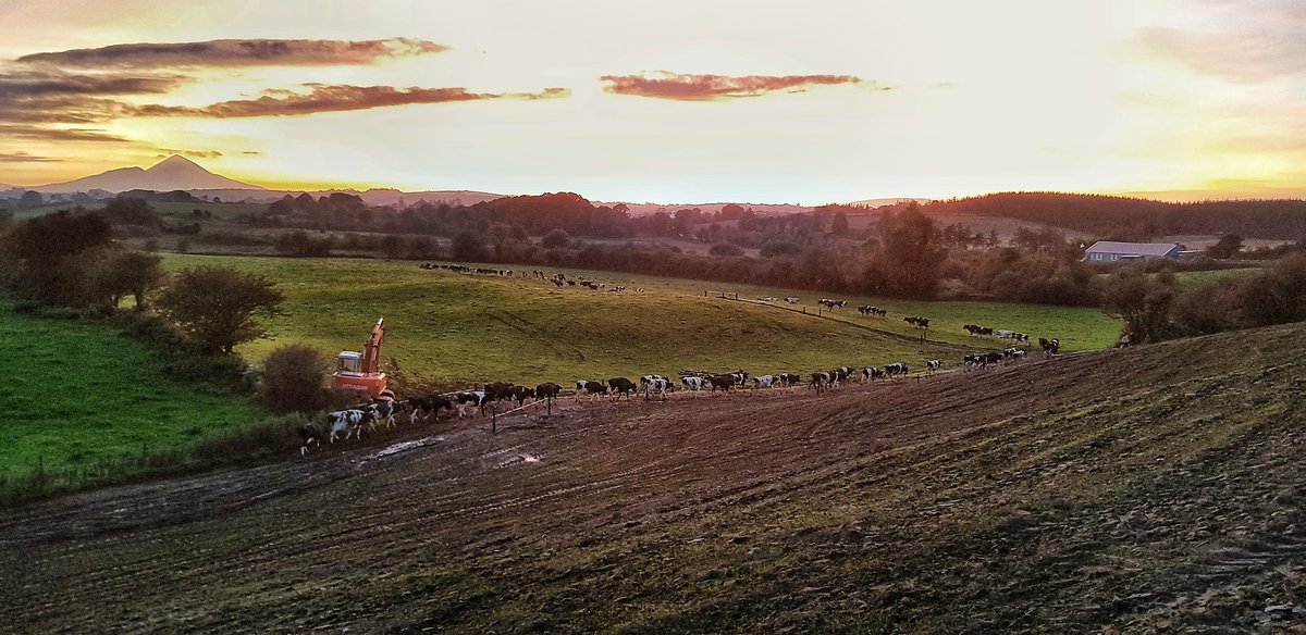 Some evening. And the grass seed is up🤘 #farming #sunset #teamdairy #GrassToMilk