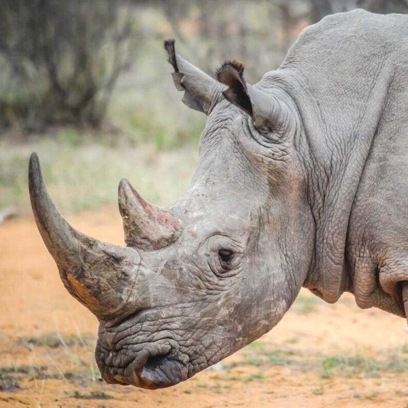 AndreBharti's tweet photo. Technology never fails to amaze me. Recently, scientists have used IVF procedures to help save near-extinct rhinos. https://t.co/zppVJCrj4k
#whiterhino #conservation #IVF #science #yechnology #endangeredspecies #wildlife #wildlifephotography #wildlifeconservation #africa https://t.co/hl2MpZtPUM