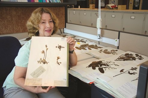 Woman holding oldest plant specimen at Missouri Botanical Garden next to table filled with specimen sheets
