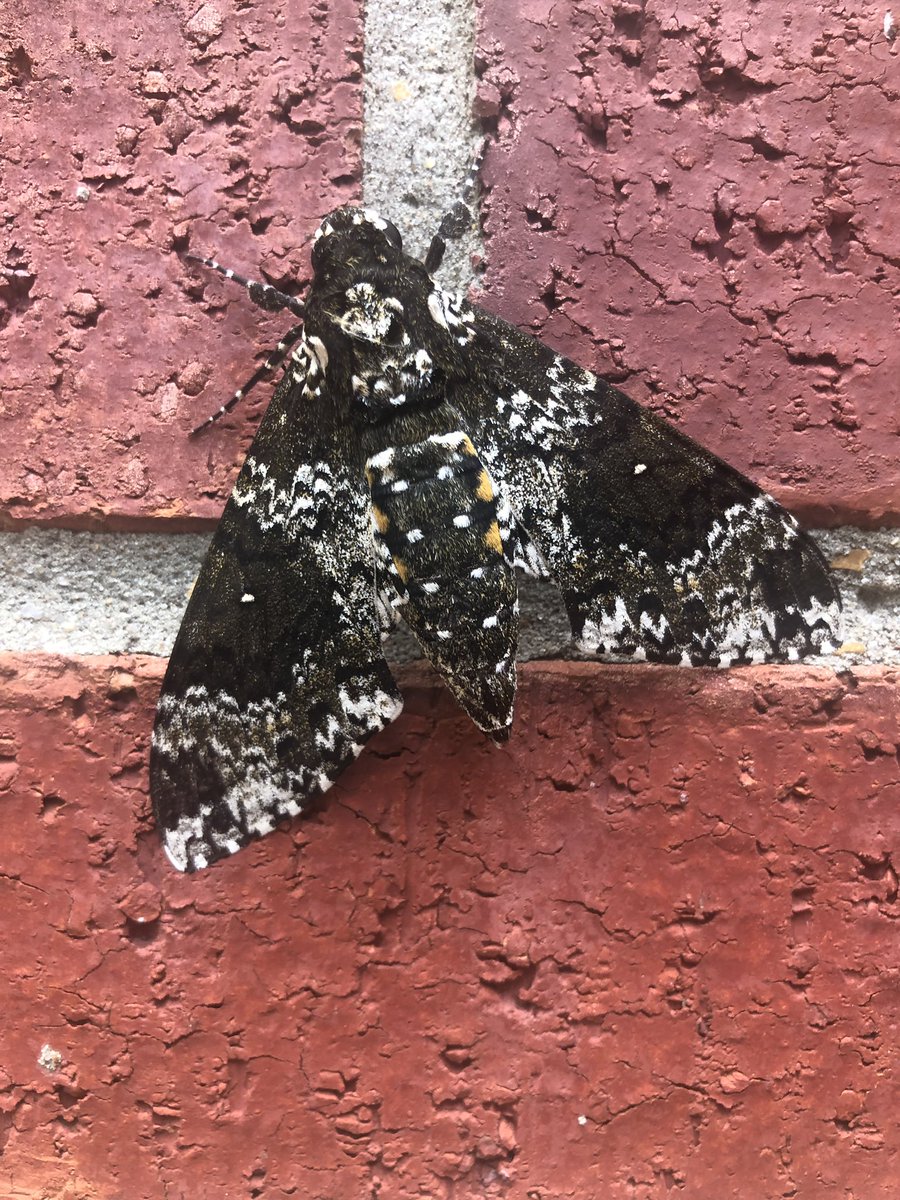 Identify Moth In My House