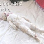 「行く前から既に帰りたい…」画像の猫ちゃんがかわいすぎてみてしまいました