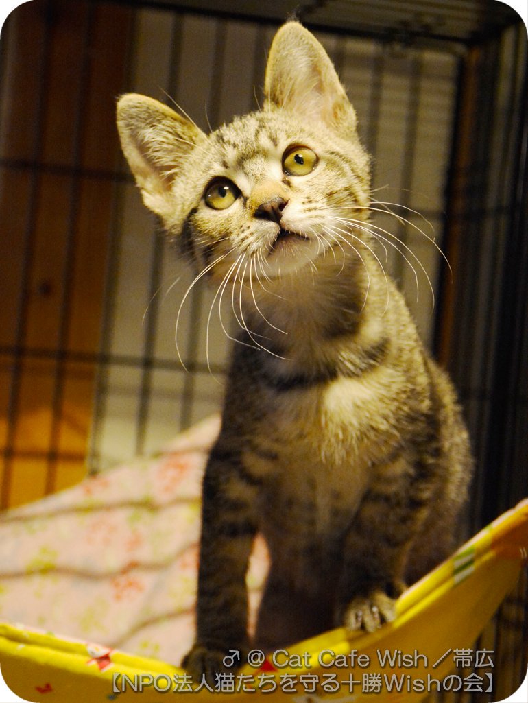 広瀬 鷹也 Catcafewish タルトちゃんの舌しまい忘れ率の高さ 出入口で佇んでいる事が多い おやつまだ なビス子ちゃん おもちゃまだ なにくまんちゃん ろくよん君もめんこい顔するよ 8 13 火 タルト ビス子 にくまん ろくよん 撮影 猫