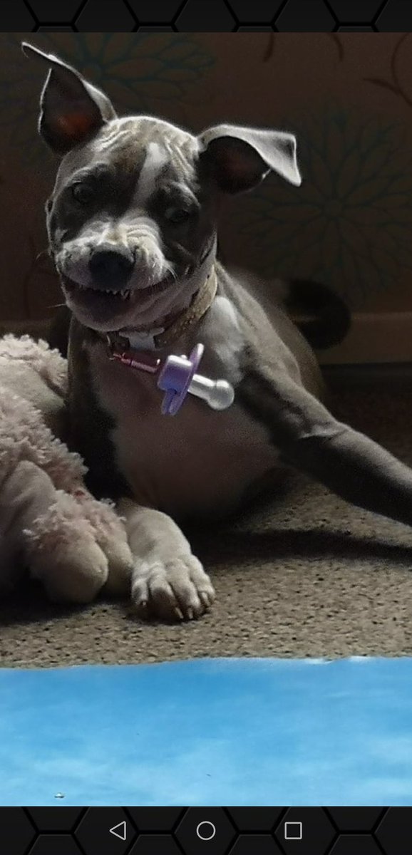 staffy with dummy