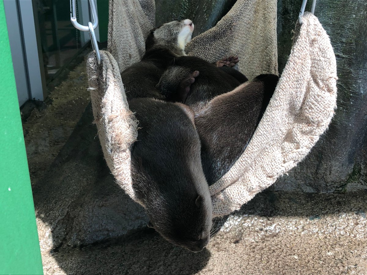 ট ইট র 新江ノ島水族館 お昼の江の島周辺は秋の季語 爽やか という言葉がぴったりの陽気です 富士山 コツメカワウソ ট ইট র 新江ノ島水族館 お昼の江の島周辺は秋の季語 爽やか という言葉がぴったりの陽気です 富士山 コツメカワウソ