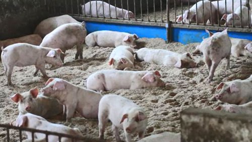 대한민국 진보는 죽이려든 자를 끌어안고 있어 망했습니다. 
그동안 그 동화작가를 좌장이고, 스승으로 알고 있었는데 잘못된 것이라고 인정도 않고, 왕초였다고 영원히 숨기려합니다.
숨기려하는 데는 더 많은 것을 숨기려하기에 죽음과 암흑이 도사리고 있음.

조국 가족은 그 업보로 등장=최순실