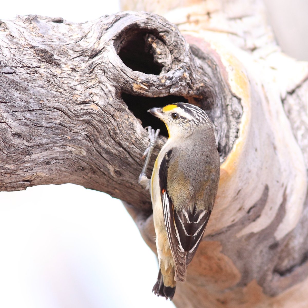 UrbanBirdsOz's tweet image. Don’t know a pardalote from a pigeon? That shouldn't stop you from doing a Birds in Backyards Spring survey! Our #birdata survey gives you a list of birds found in your local area (w pics) to get you started. 

Go to: tinyurl.com/y5zr9rsj
Striated Pardalote: Andrew Silcocks