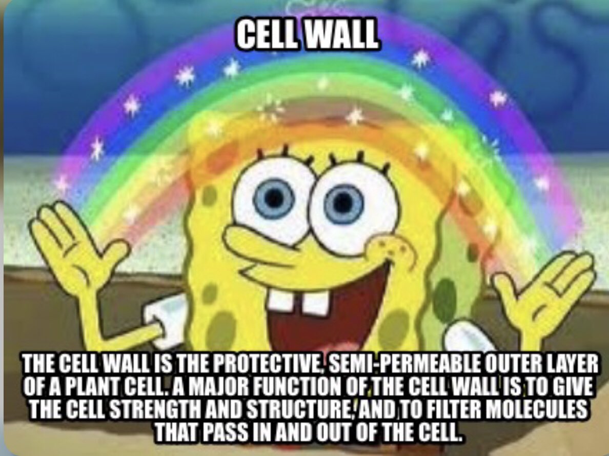 ogcellwall_'s tweet photo. The smart choice 😌 #cellwall2020 #organellewars #organellecampaign @GrapesBioClass https://t.co/ClLcXOoxF2