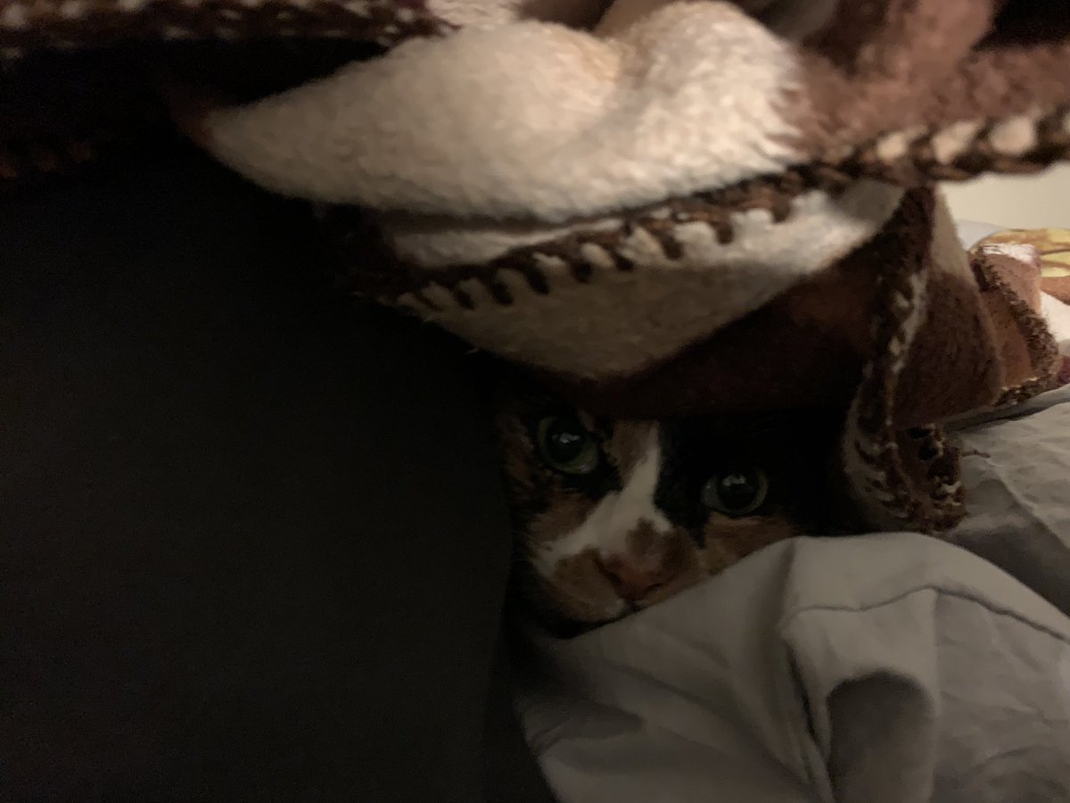 QueenCordelia3's tweet photo. It’s that time of year when you must embrace your burrowing nature. #cats #burrowingcat #queencordelia https://t.co/ZbIKqOx5Pi
