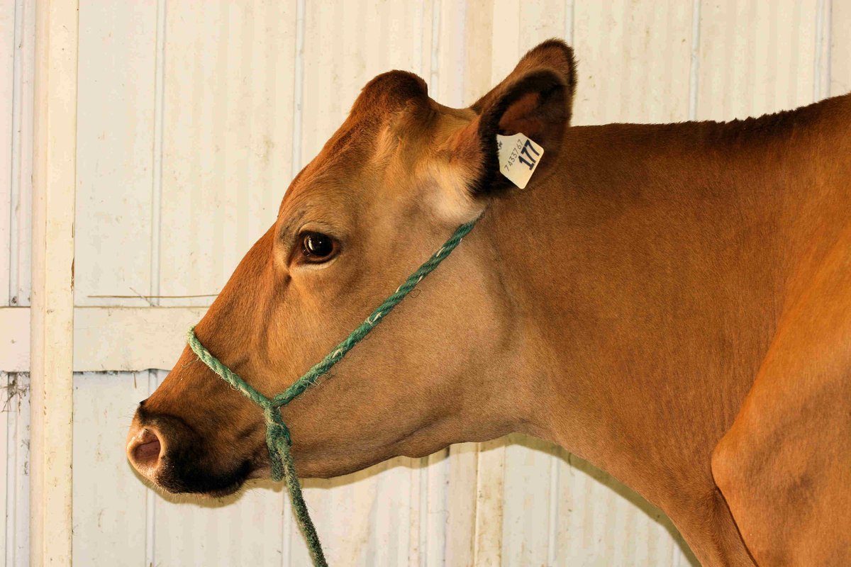 sandyincanada's tweet photo. How Now Brown Cow @BrashleyDebbie @phillipa_lady @lynda3035 @BloomNight2 @Marina935home @MauSupercat @AnaGascaa @Axolotl_2019 @ColobusFelton @phillipa_lady @HackmanPatsy @cobalttash @DrewMcfarlane #showcow https://t.co/4lMqEC11PU