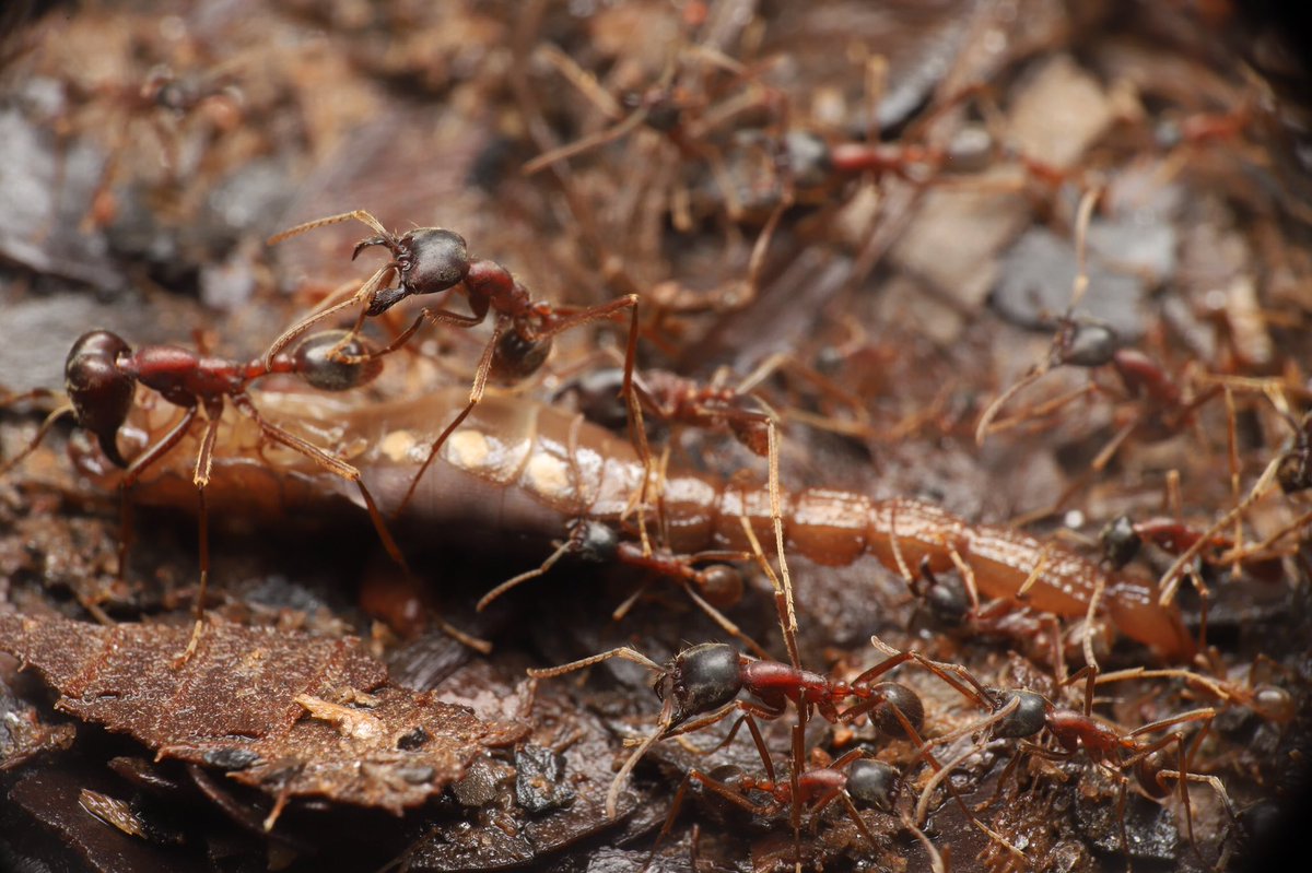 Antroom 島田拓 En Twitter サソリを襲うマルセグンタイアリ 狩りの行列には サソリ ムカデ タランチュラ ゴキブリなどが数多く運ばれてきます アリが好き