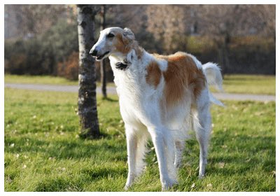 見た目が似ているサルーキとボルゾイの違いとは 性格 体重 画像あり Petfull