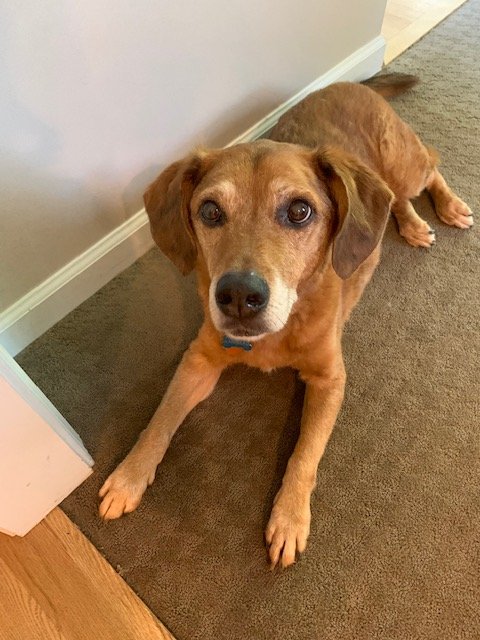 mdbernie1's tweet image. We unexpectedly had to say goodbye to Lambeau last night. He was happy to the end (these pics are from Sun night). I could go on and on about what a great dog he was, b/c he was a great dog. We were truly fortunate to share 14 great years w/him. Farewell buddy. We will miss you.