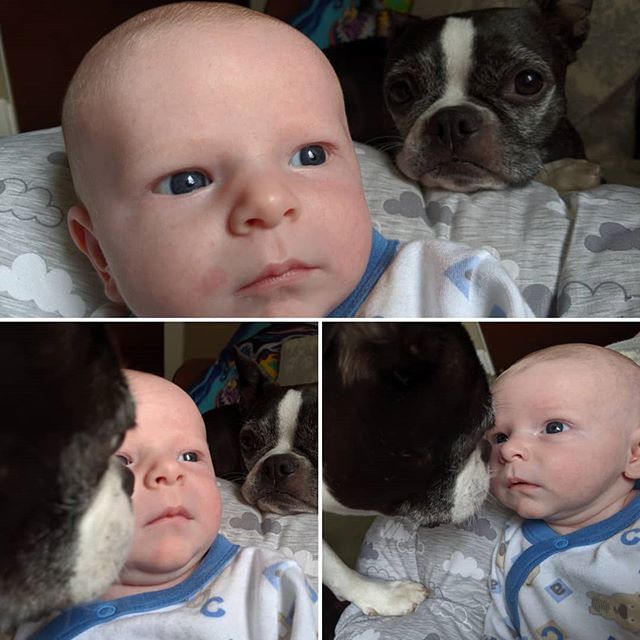 catt231's tweet photo. Daniels big fur sisters @ciscoandheidi keeping an eye on him
.
#babyboy #baby #dogstagram #dog #bostonterriers #bostonsofinstagram #bostonterriersofinstagram #bostonterriers #bostonterrier #instadog #squishyfacecrew #skinbaby #skinbrother #furbaby #fursi… https://t.co/rGLMtSszut https://t.co/DaTnbiBopX