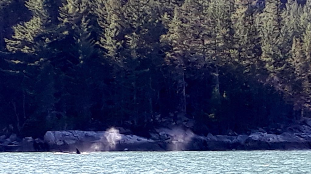 westcoast_spark tweet picture
