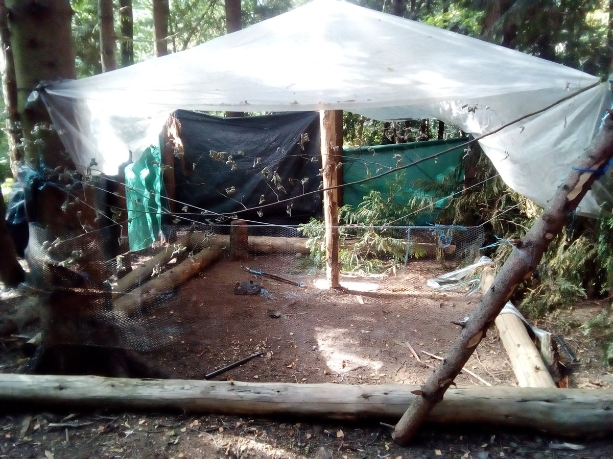 NewsAddictClub's tweet image. SOCIAL ISSUES: Has someone been living in the #woods? Makeshift shelter and evidence of fires found in woods at #Latton Common in #Harlow, #Essex: