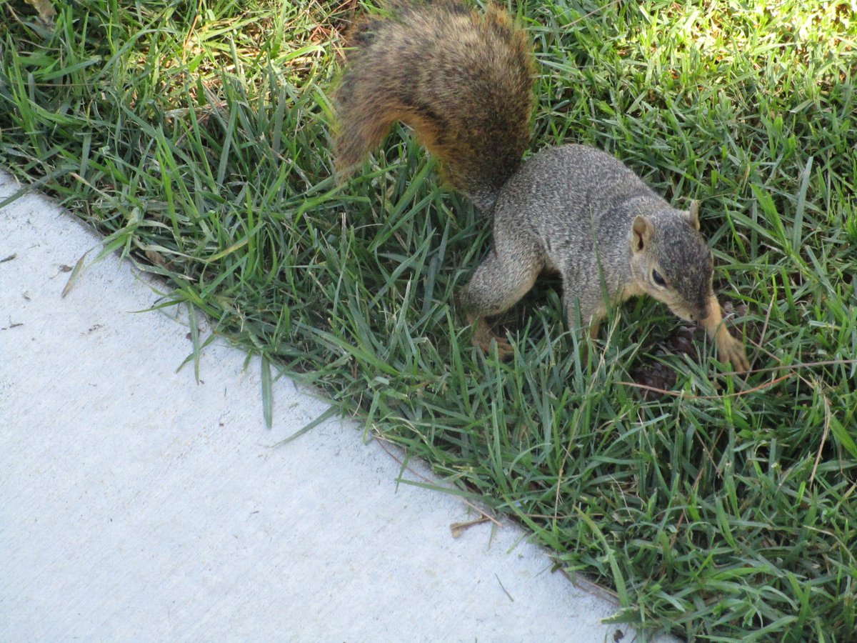KenslowMatthew's tweet photo. Sept. 18, 2019 11:10am, PDT
#Naturescapes #Squirrel #Squirrels #Nature #Inspirational #Photography #Photographer #breathtaking #explore #art #mood #naturephotography #naturewalk #naturegram #naturelove #naturephoto #beautifullife #beautifulworld #beautifultoday https://t.co/DcGvDEIfeP