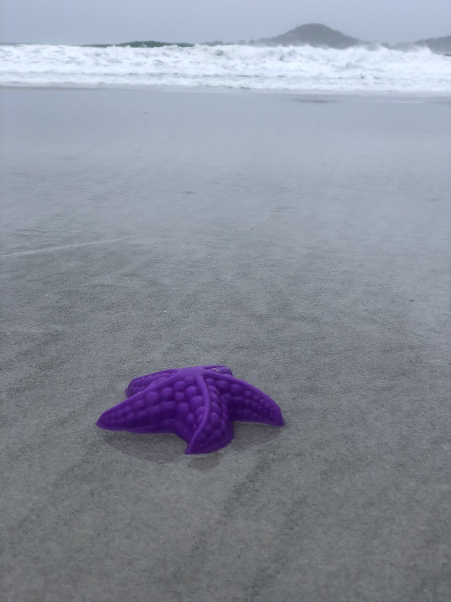 From a distance I thought I’d found an exotic starfish on this beautiful Tasmanian beach... I had, but turns out it was made of plastic, which is  now ubiquitous on the sea floor sciencedirect.com/science/articl…         #marineplastics #imas_utas