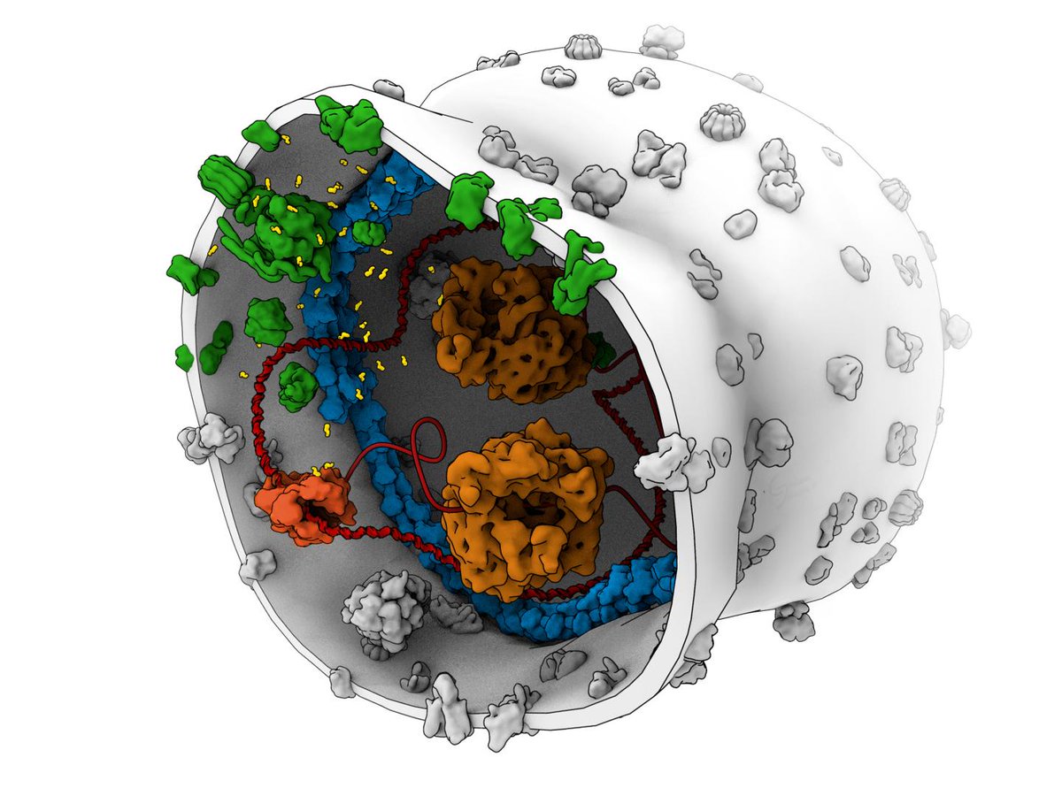 biocompare's tweet image. @univgroningen researchers develop a system for #ATP production in a #SyntheticCell. ow.ly/SWZ250wf3CU