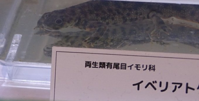 いのちのたび博物館 夏の特別展 探検 両生類 は虫類の世界 北九州市立いのちのたび博物館にて 7月13日 9月16日に開催される夏の特別展 探検 両生類 は虫類の世界 の特設サイトです