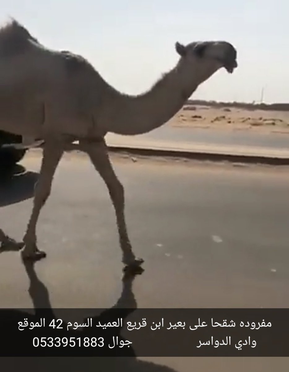 نعرض سلعتك tweet media