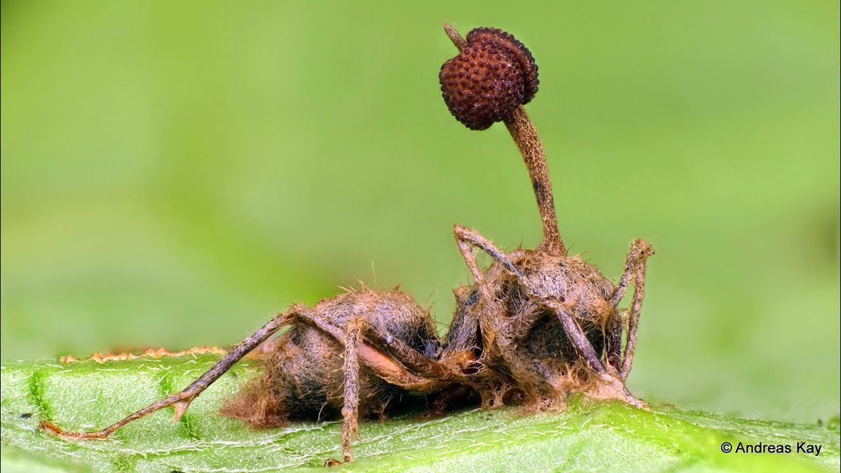 Ant with zombie fungus (photo by Andreas Kay)