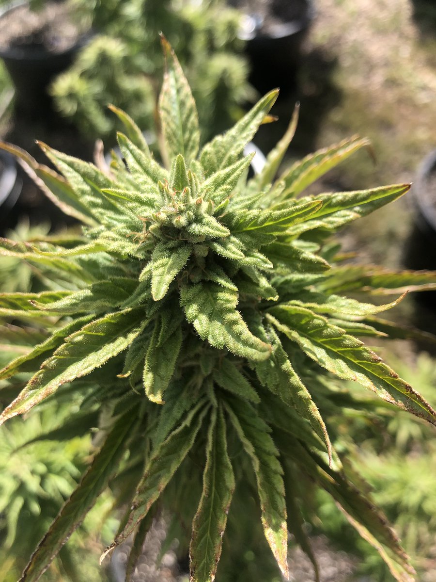 pufcreativ's tweet image. Great visit to @potzero420 today!