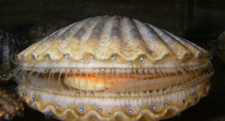 AMNH's tweet photo. Did you know scallops have eyes? 2 rows of blue eyes peer from the open shell of this bay scallop. Its many eyes sense light &amp; movement, helping it guard against predators like sea stars. It can also see when the water is clouded w/ microscopic algae to snack on. [📸:Mayscallop] https://t.co/ZR26tTKs86